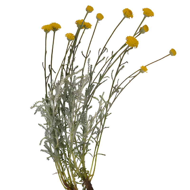 Yellow Santolina Herb Filler Flower