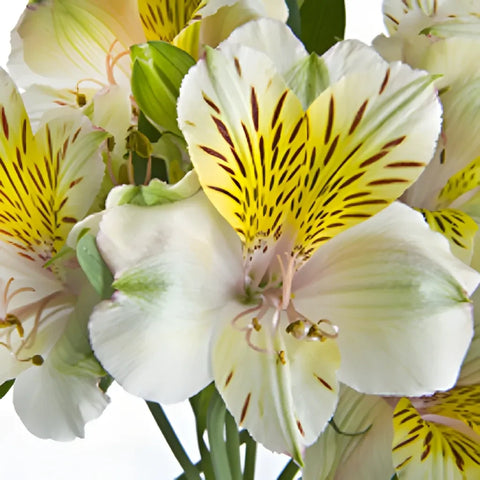 Yellow Sunbath Alstroemeria Flowers Apron - Image
