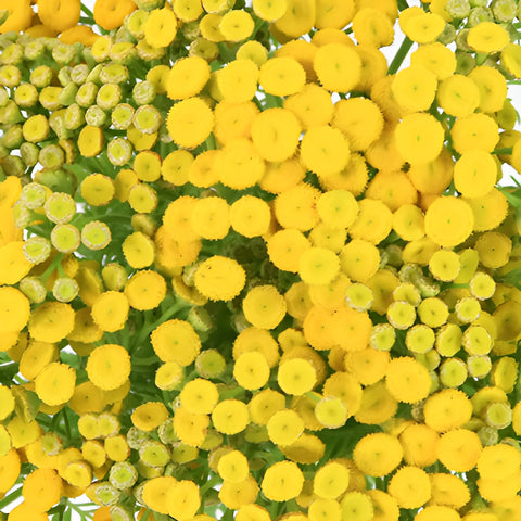 Yellow Tansy Filler Flower