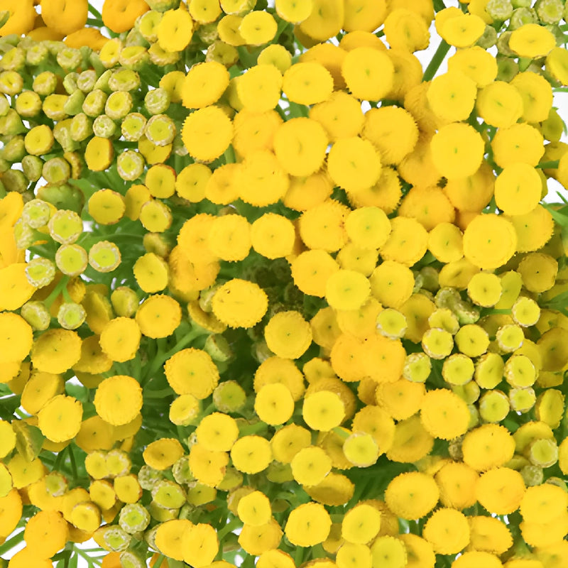 Yellow Tansy Filler Flower