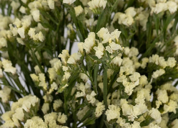 Tissue Culture Statice Yellow Flower Stem - Image