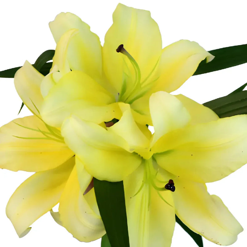 Yelloween Oriental Lily