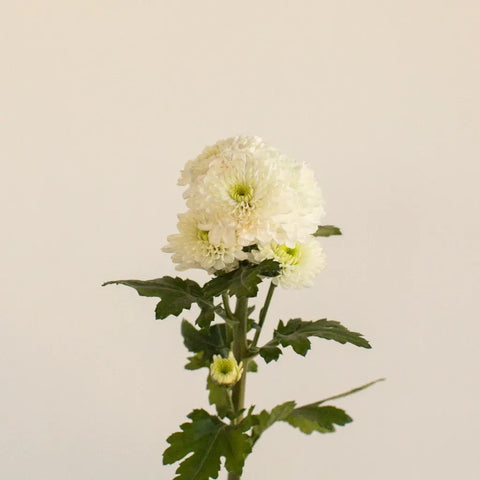 Zip Mini Button Pom White Flower