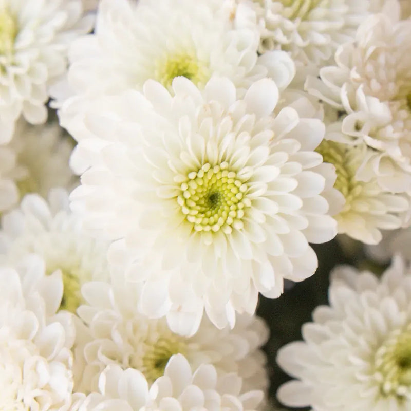 Zip Mini Button Pom White Flower