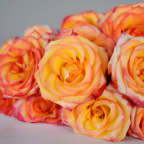 Yellow with Red Edge Valentines Day Rose Special