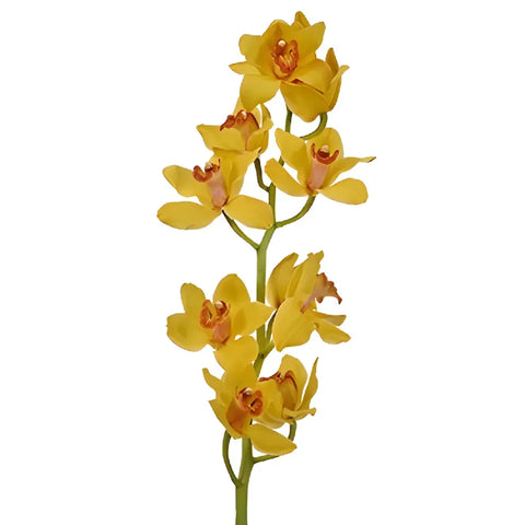 Yellow with Dark Pink Lip Cymbidium Orchids