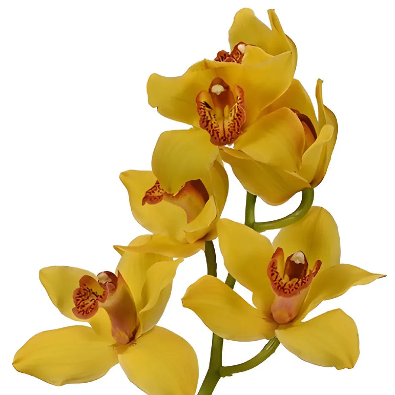 Yellow with Dark Pink Lip Cymbidium Orchids