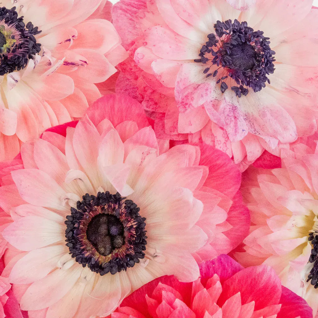 Buy Wholesale Light Pink Levante Anemone in Bulk - FiftyFlowers