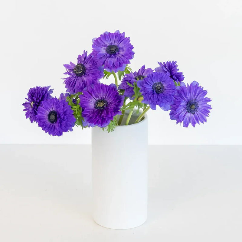 Violet Velvet Levante Anemones Vase - Image