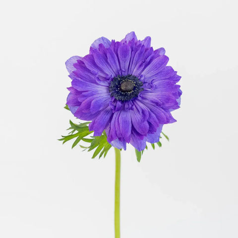 Violet Velvet Levante Anemones Stem - Image