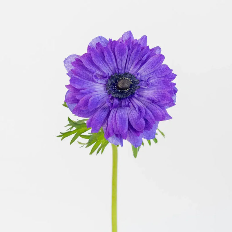 Violet Velvet Levante Anemones Stem - Image