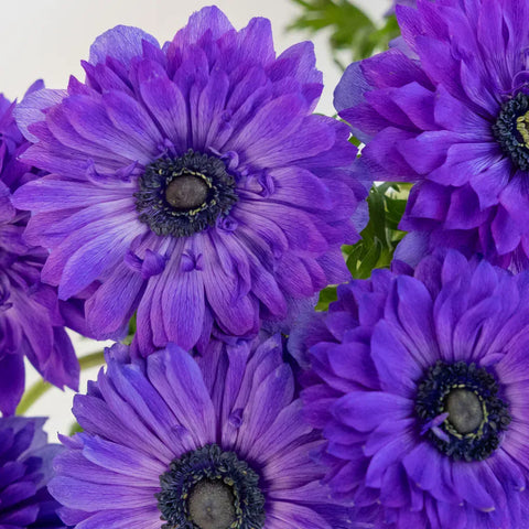 Violet Velvet Levante Anemones Close Up - Image