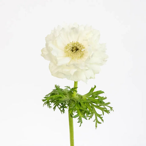 White Levante Anemones Stem - Image