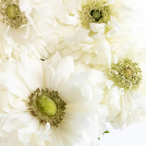 White Levante Anemones Close Up - Image