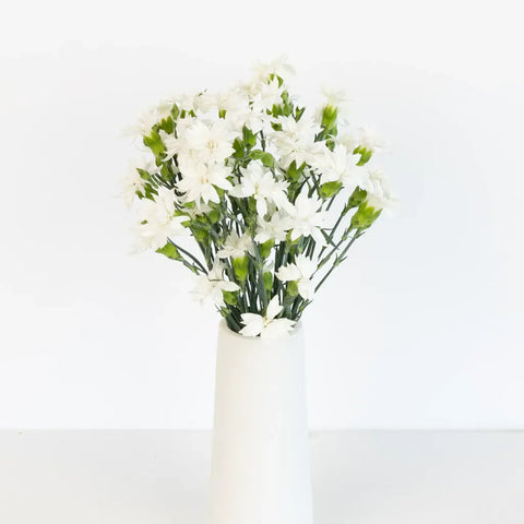Bridal White Star Dianthus Flowers Vase - Image