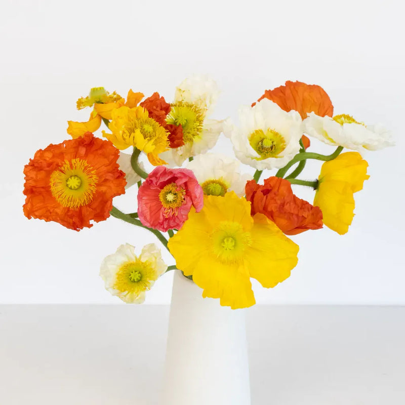 Assorted Poppy Pack Vase - Image
