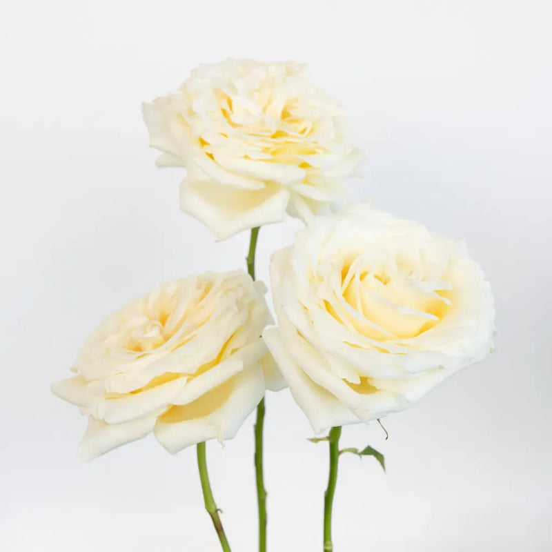 Candlelight Cream Roses Stem - Image