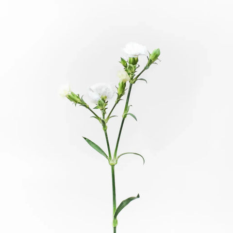 White Lilipot Dianthus Flower Other - Image
