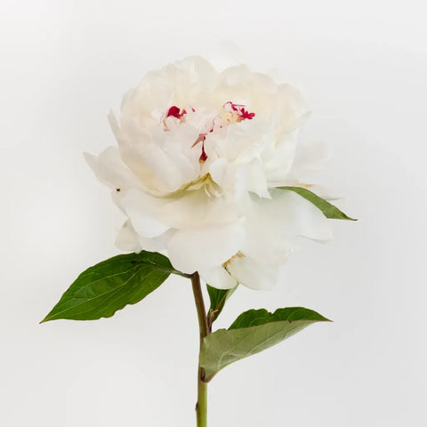 Festiva White Peony Flowers For July Delivery Stem - Image
