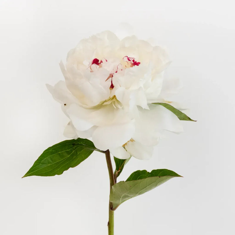 Festiva White Peony Flowers For July Delivery Stem - Image