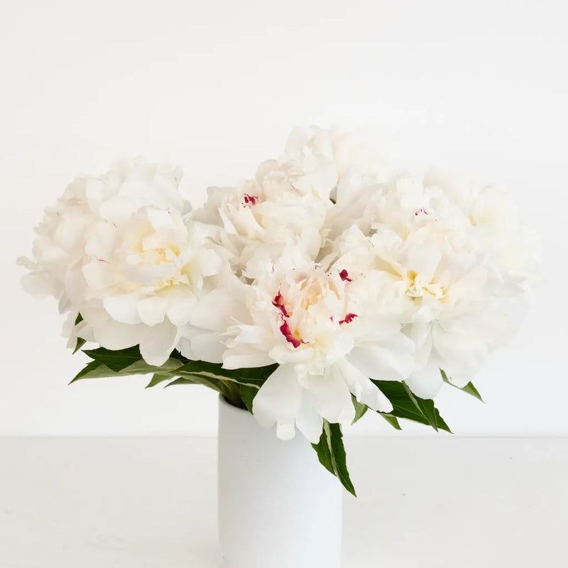 Festiva White Peony Flowers For July Delivery Vase - Image