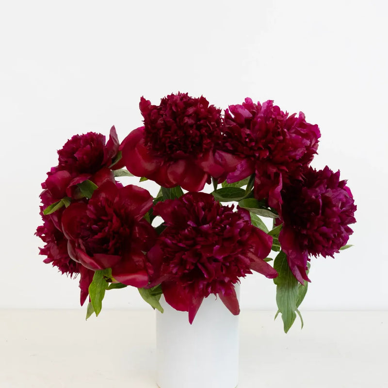 Burgundy Red Peony Flowers For December Delivery Vase - Image