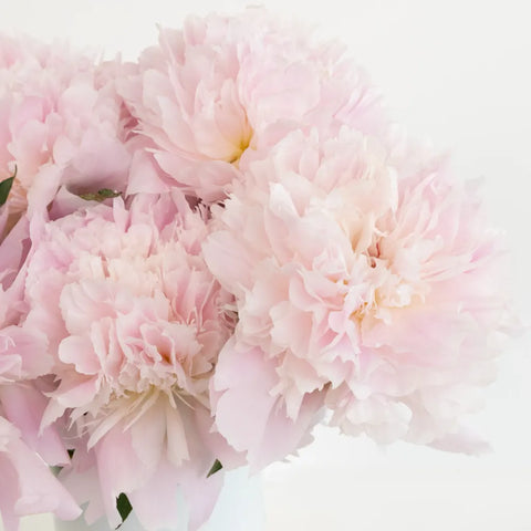Alertie Pink Peonies For Mothers Day Close Up - Image