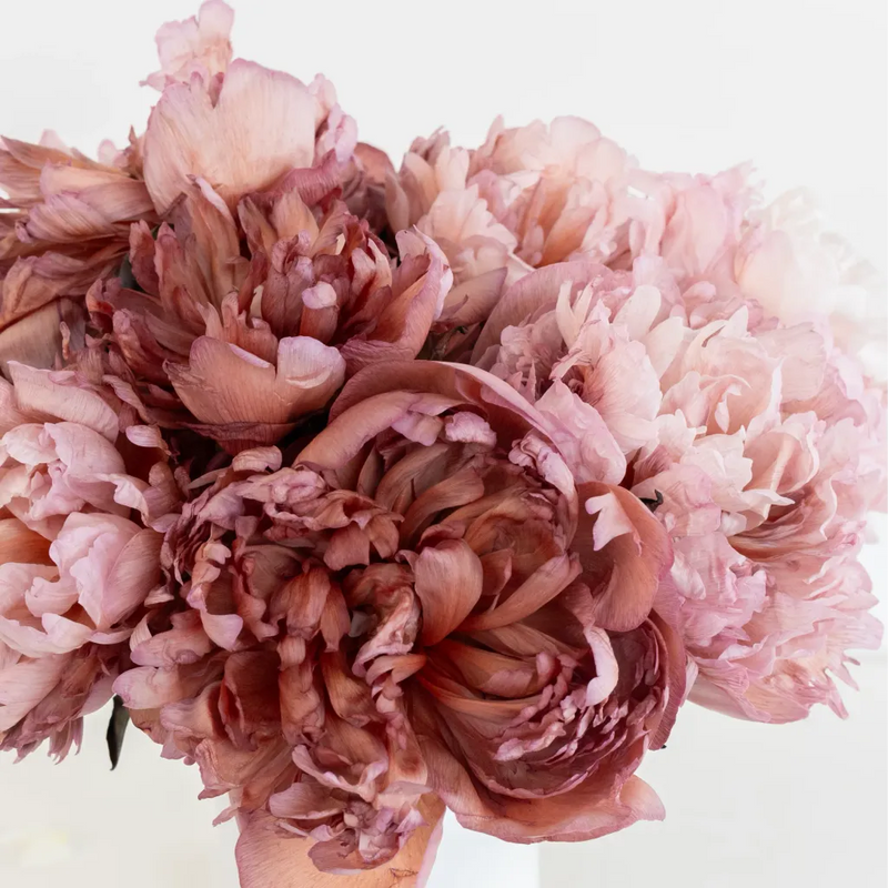 Blush Brownie Peonies Close Up - Image