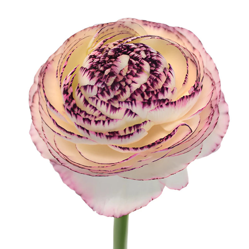 Bridal Blush Ranunculus Fresh Cut Flower