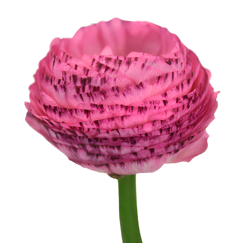 Bridal Blush Ranunculus Fresh Cut Flower