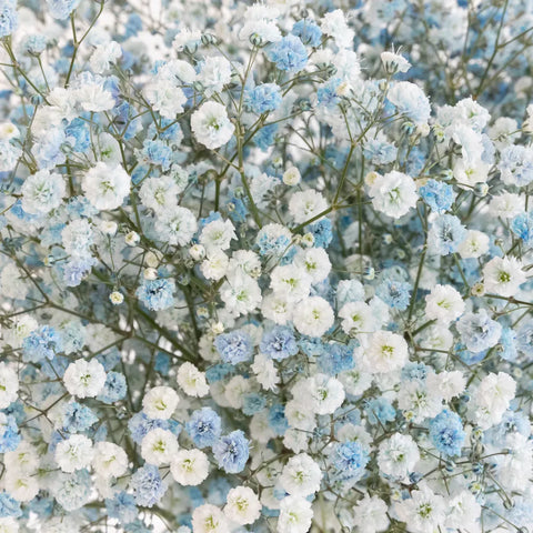 Light Blue Airbrushed Baby's Breath Flower Close Up - Image