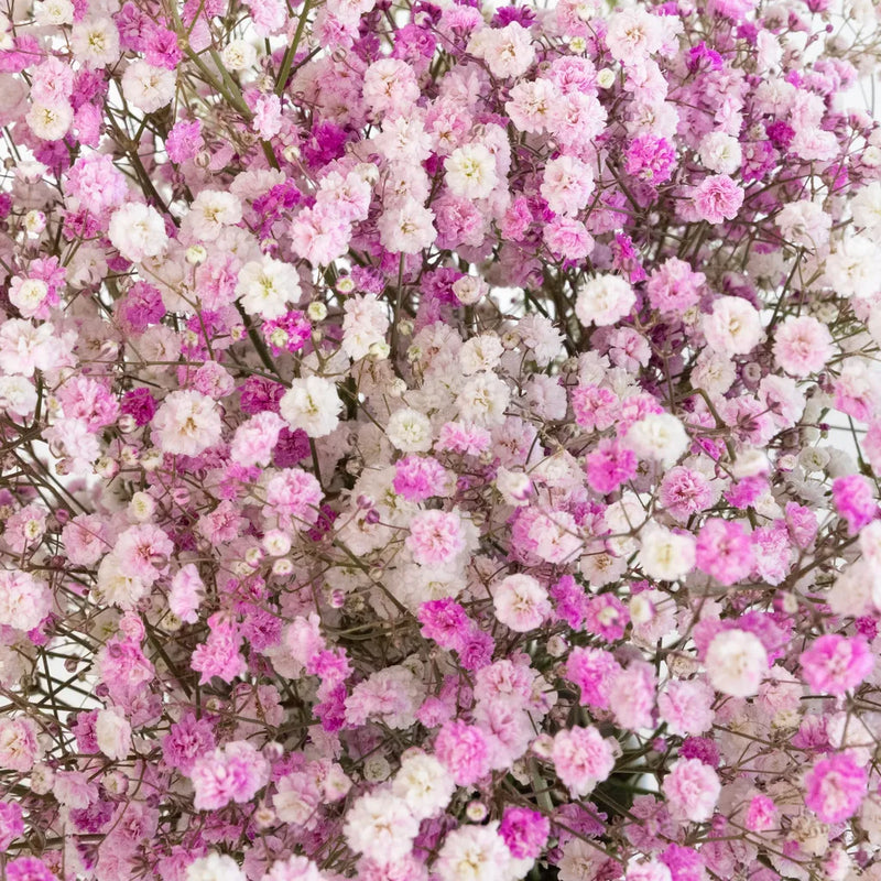 Rainbow Pink Valentine Airbrushed Baby's Breath Flower Close Up - Image