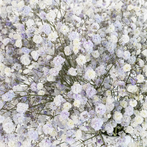 Light Lavender Airbrushed Babys Breath Flower Close Up - Image