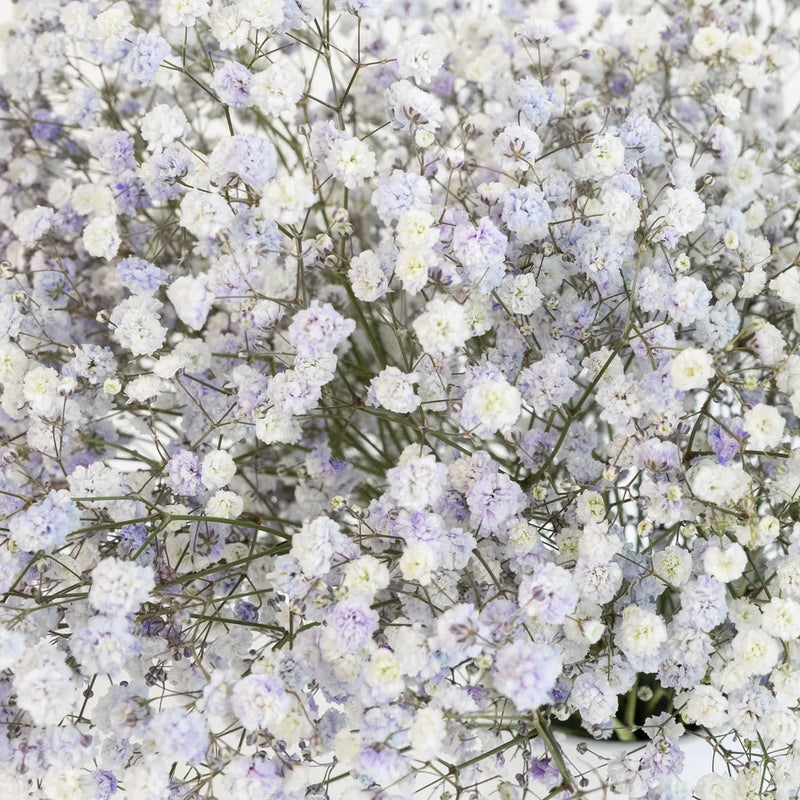 Light Lavender Airbrushed Babys Breath Flower Close Up - Image