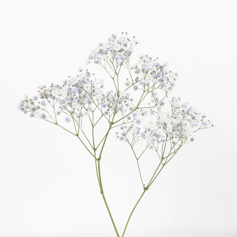 Light Lavender Airbrushed Babys Breath Flower Stem - Image