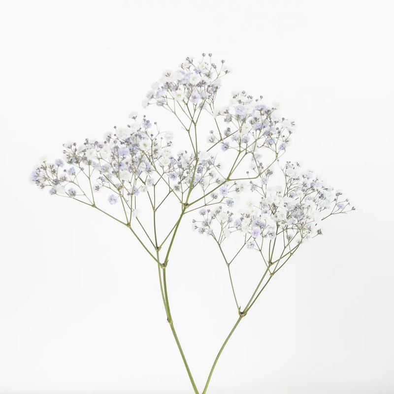 Light Lavender Airbrushed Babys Breath Flower Stem - Image