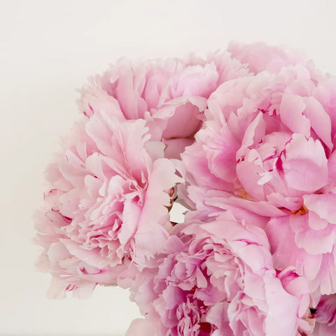 Sarah Bernhardt Pink Peonies Other - Image