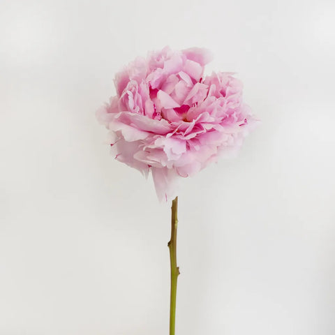 Sarah Bernhardt Pink Peonies Other - Image
