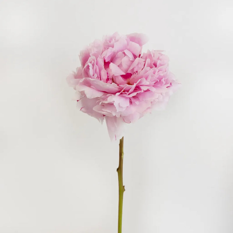 Sarah Bernhardt Pink Peonies Other - Image