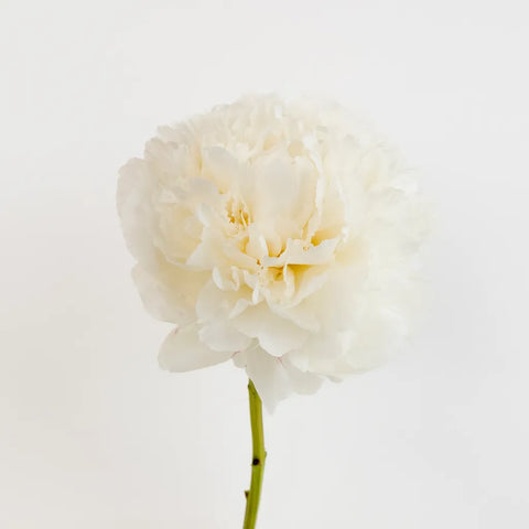 Bowl Of Cream Peonies For Mothers Day Other - Image