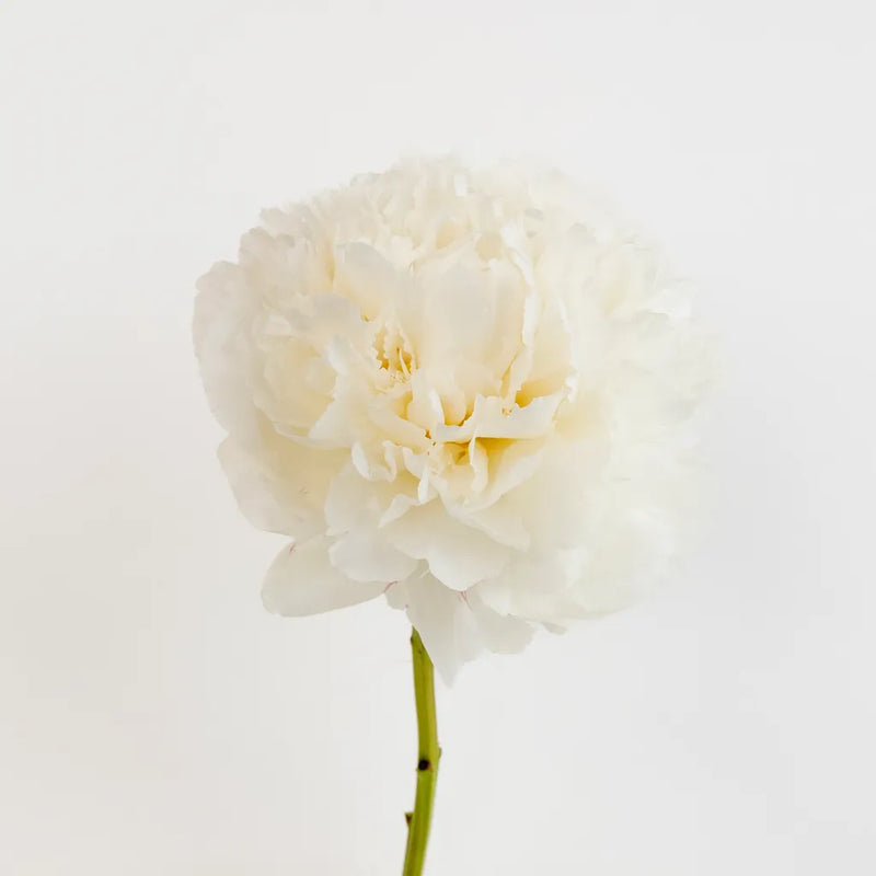 Bowl Of Cream Peonies For Mothers Day Other - Image