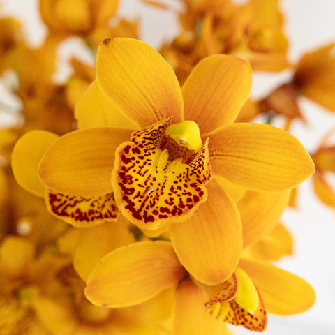 Mini Cymbidium Amber Orange Close Up - Image