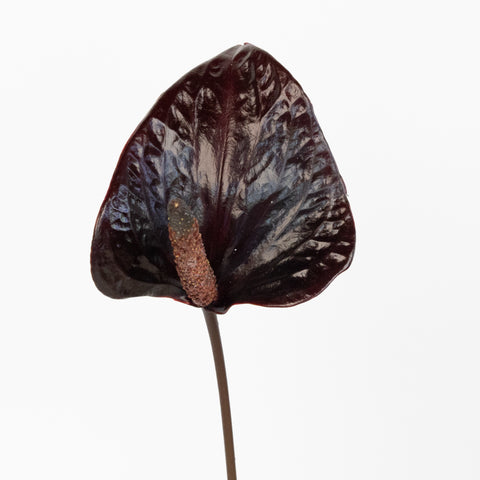 Lovely Black Anthurium Flower Stem - Image
