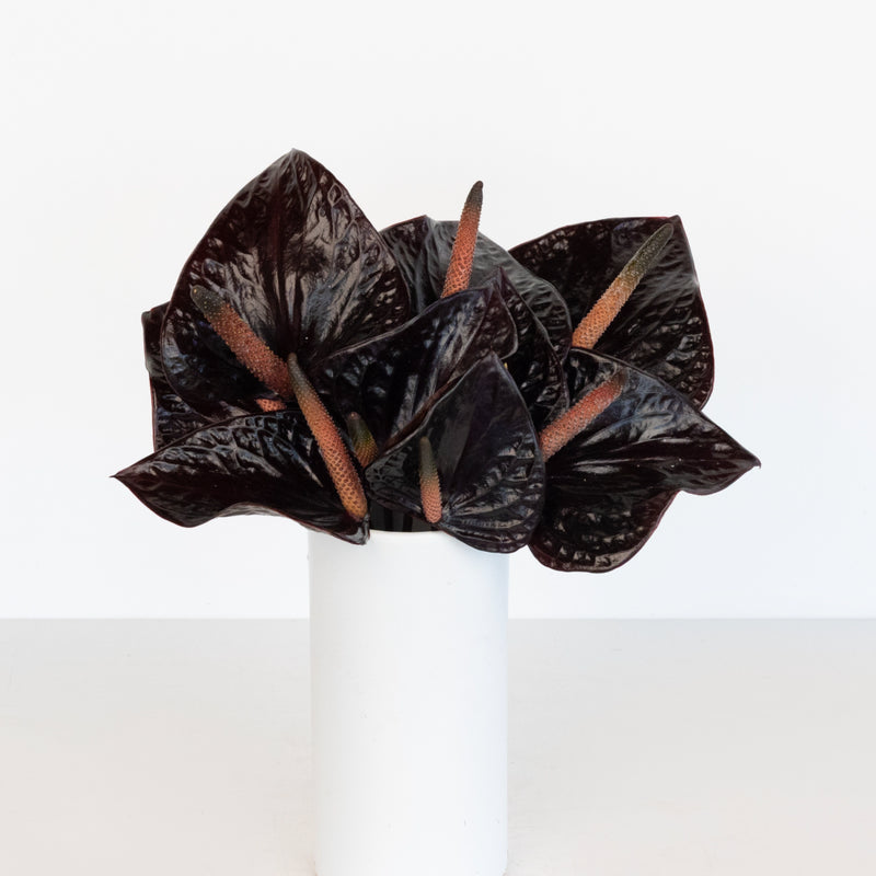 Lovely Black Anthurium Flower Vase - Image