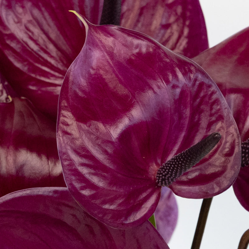 Plum Purple Anthurium Flower Close Up - Image