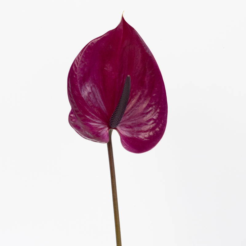 Plum Purple Anthurium Flower Stem - Image