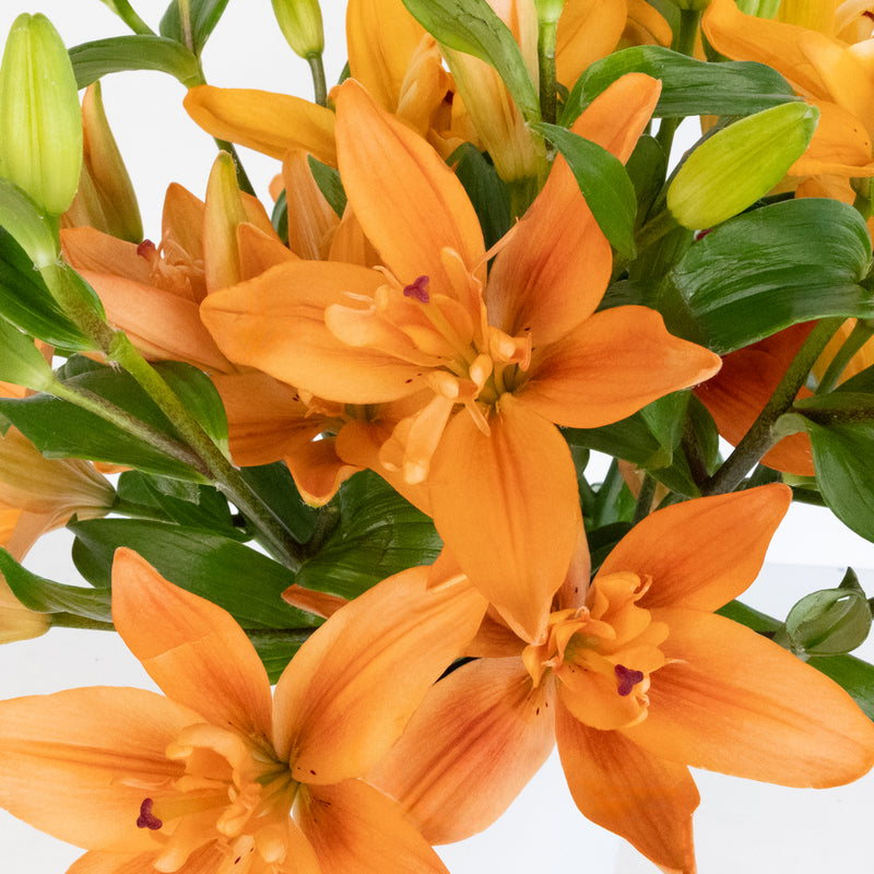 Coral Butterfly Lily Flower Close Up - Image