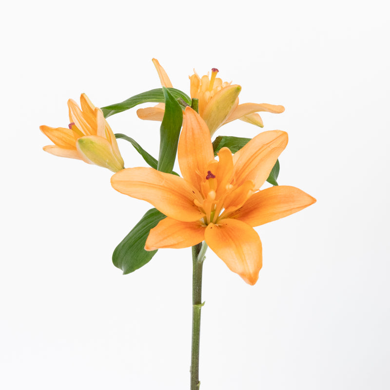 Coral Butterfly Lily Flower Stem - Image