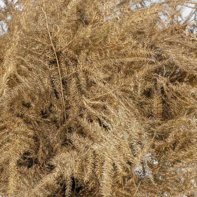 Gold Enhanced Plumosa Fern Greenery Close Up - Image