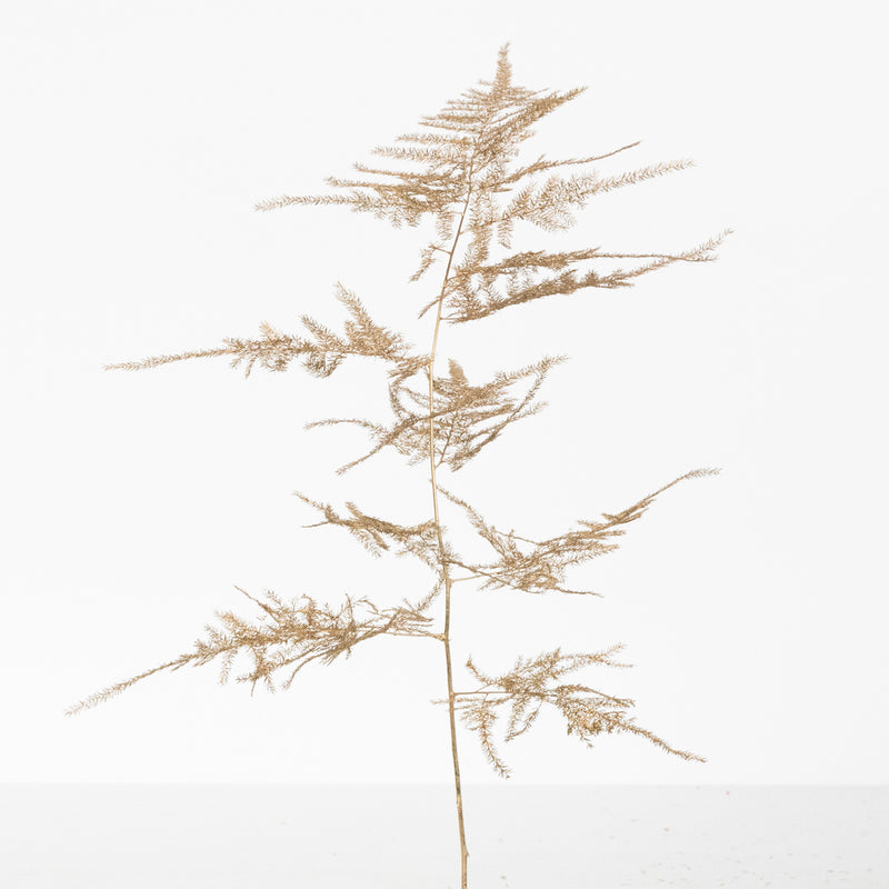 Gold Enhanced Plumosa Fern Greenery Stem - Image